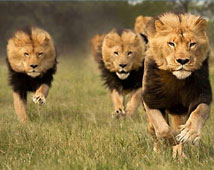 Ranthambore Wildlife Tours