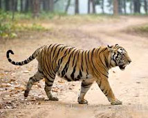 Kanha Wildlife Tour Packages