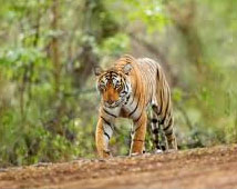 Kanha National Park Tours