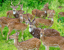 Bandipur National Park