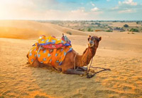 Camel Safari