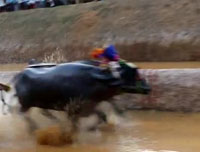 Kambala Festival, Karnataka