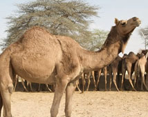 Rajasthan Travel Guide