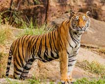 Ranthambore Wildlife Tour Rajasthan